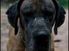 hunde_5631-5