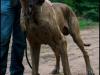 hunde_5631