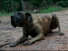 hunde_5631-2