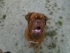 dexter