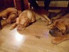 dick-und-lioba-zu-hause-6