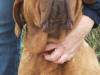 doggy1