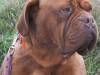 doggy3