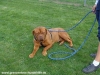 doggy2