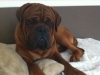 beau1