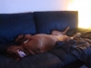 beau2