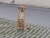 gustav1
