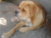 gustav3