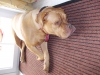 gwenny_4_978