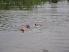 bade_trio_665