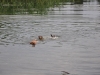 bade_trio_665