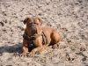 sand_ist_toll_248