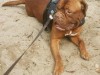 hank-3