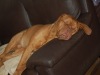 dsc_0038_bea_939