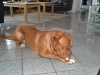 hugo