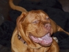 hugo3