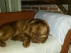 Hutch 1