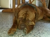Hutch