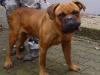 hutch-2