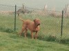 bordeauxdogge-huutsch-1