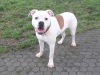 lennox
