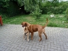 lissy-1