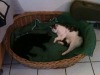 besuch-in-lukas-korb-12-7-12