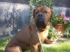 manni1