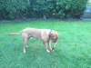 marley