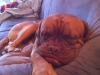 marley1