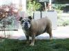 hunde_2011_014_454