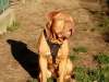 Otto