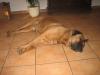 pascha_8_686
