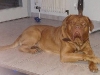 paul_256_162