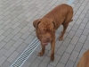 pumba