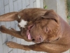 pumba1