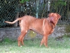 puppa-4