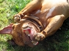 puppa1