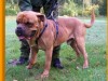 rocco3_10_12-2