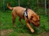 ronja_bordeaux_412_160