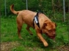 ronja_bordeaux_412_160