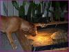 comp_100p1020527