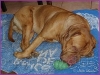 comp_100p1020560