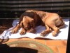 sunny-balkon
