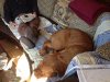 sunny-couch