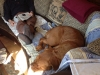 sunny-couch