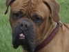 syrus1