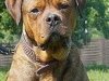 brutus1_119