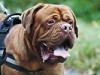 butch_2jahre