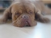 bubi_klein